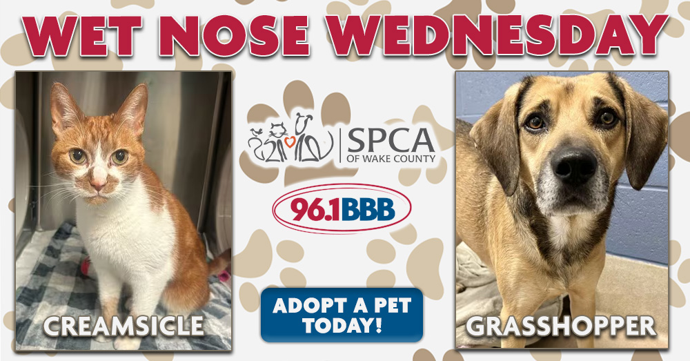 Wet Nose Wednesday: Meet Creamsicle and Grasshopper!