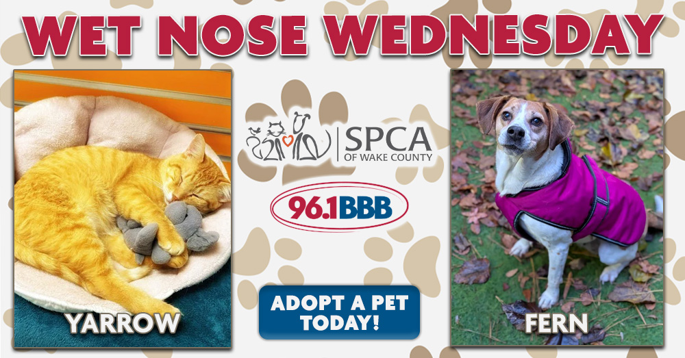 Wet Nose Wednesday: Meet Yarrow and Fern!