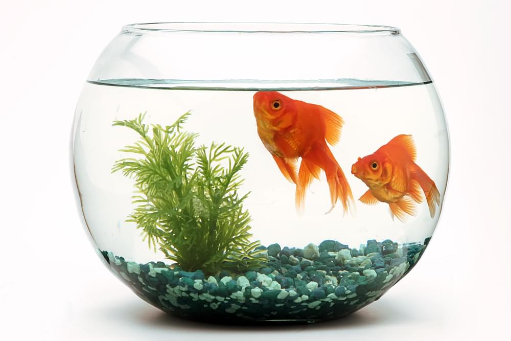 Say What?!: Man Charged with Animal Cruelty After Abandoning Pet Fish