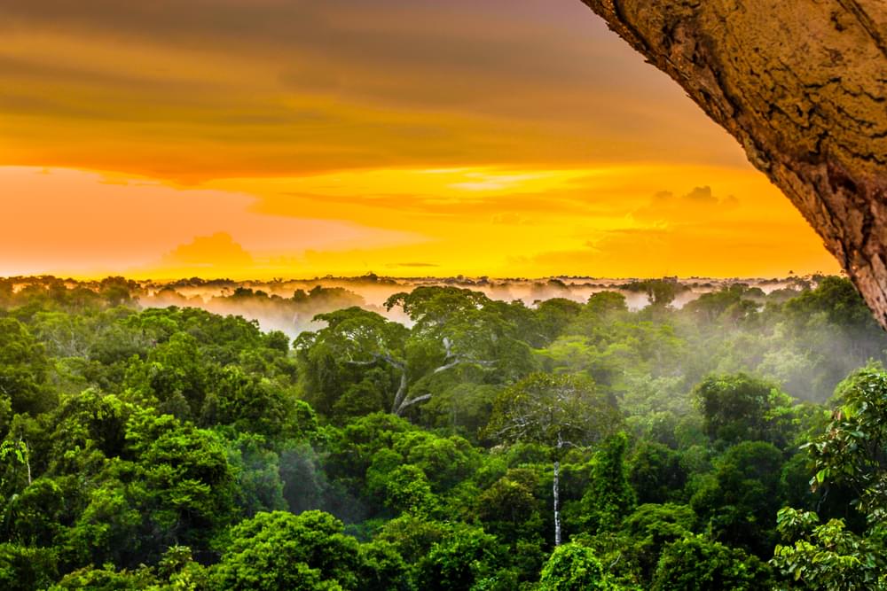 The Amazon Rainforest aka “The Planet’s Lungs”, Are Burning At Record Rate