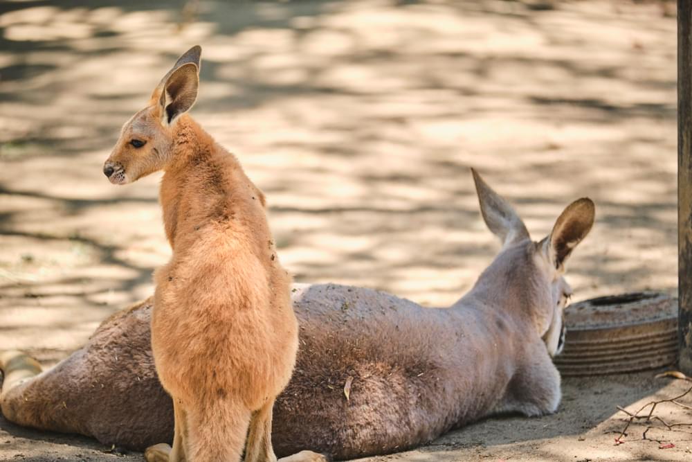 Australia Fires Could Have Killed 1 Billion Animals So Far