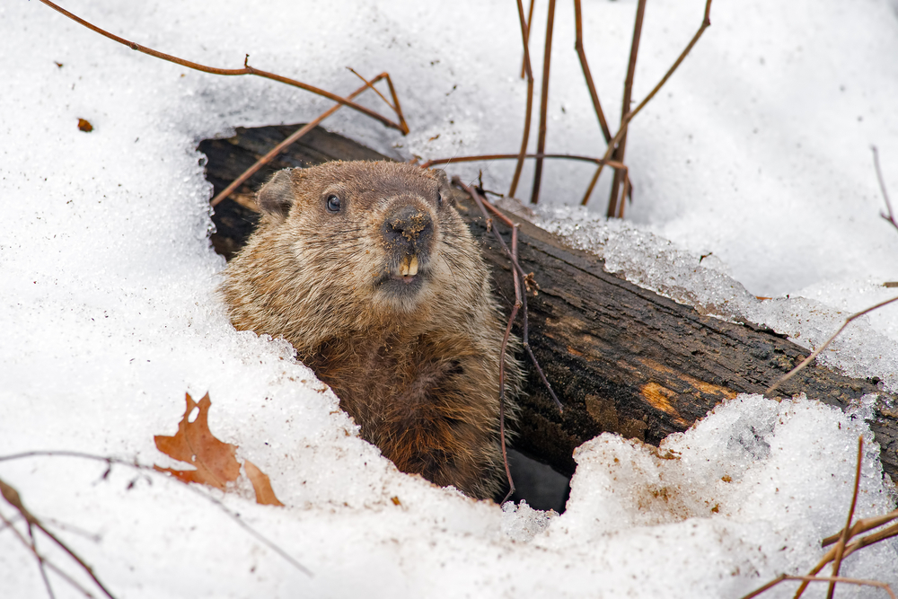 4% of People Think the Groundhog Is Right Every Time, Plus More Stats From a Groundhog Day Survey