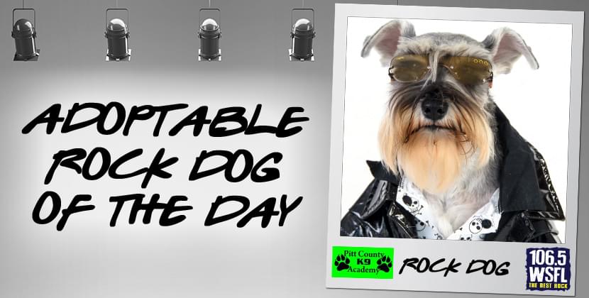 WSFL Rock Dog of the Day