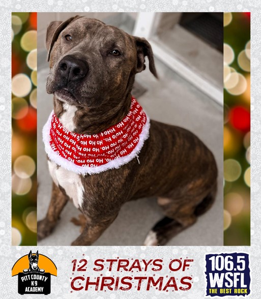 12 Strays of Christmas – Day 5