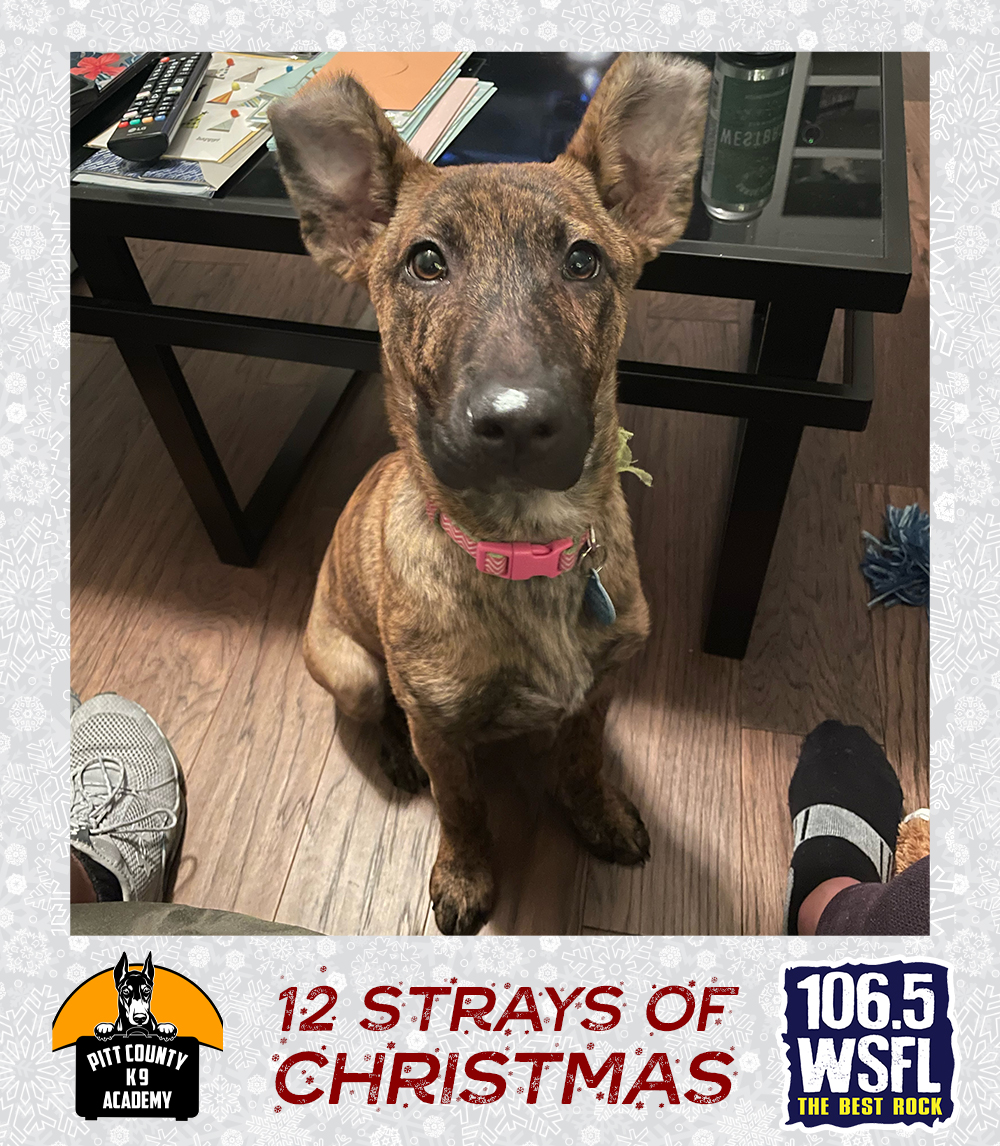 12 Strays of Christmas – Day 10