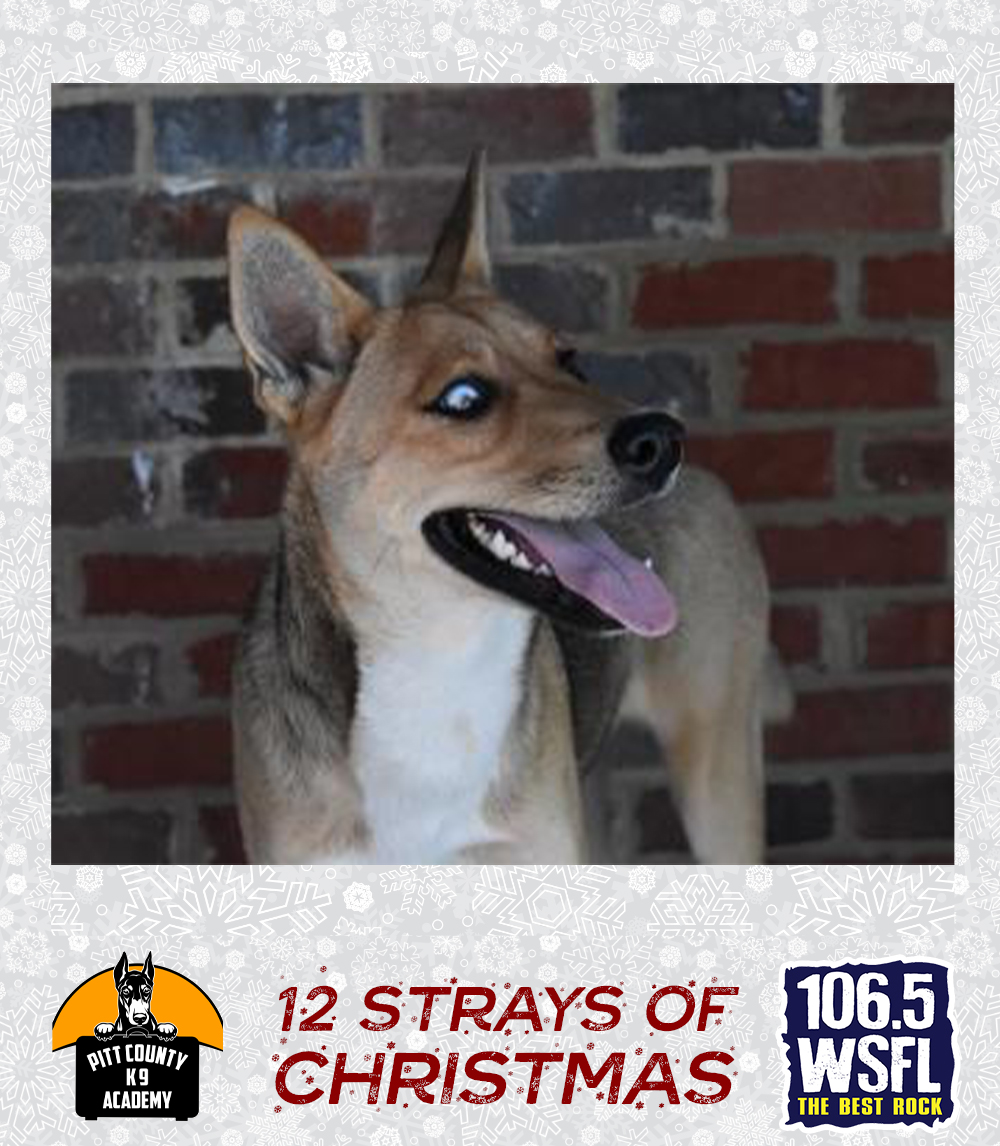 12 Strays of Christmas – Day 11