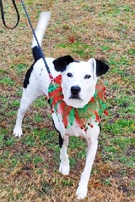 15th Annual Santa Paws on Parade