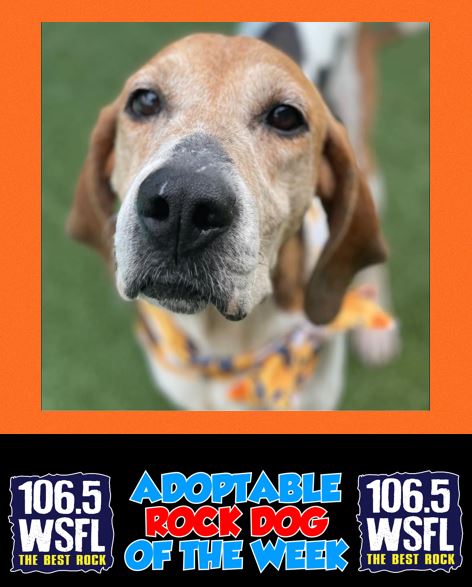 ***ADOPTED***WSFL Rock Dog of the Week 7-15-24