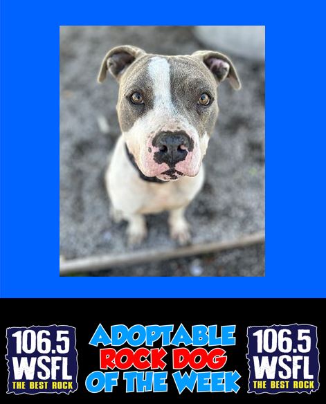 ***ADOPTED***WSFL Rock Dog of the Day 7-22-24