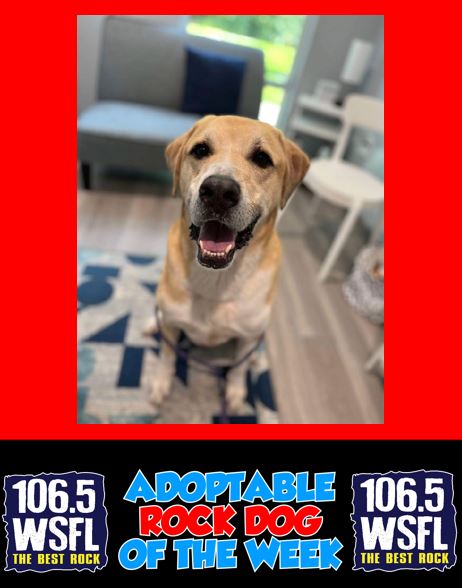 WSFL Adoptable Rock Dog of the Week 9-20-24