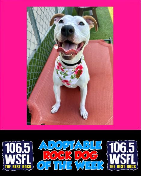 WSFL Adoptable Rock Dog of the Week 9-30-24