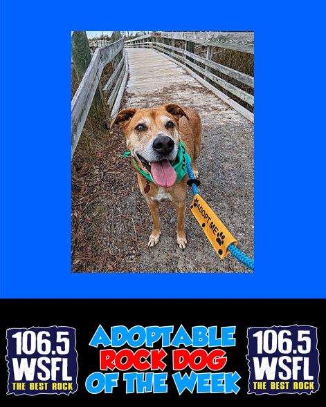 WSFL Adoptable Rock Dog of the Week