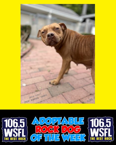 ***ADOPTED***WSFL Adoptable Rock Dog of the Week 10-14-24