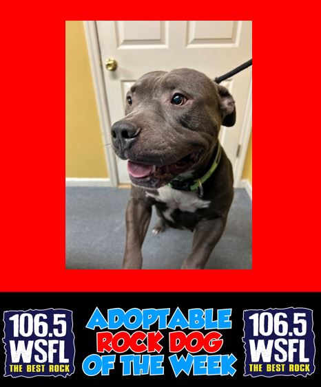 WSFL Adoptable Rock Dog of the Week 10-21-24