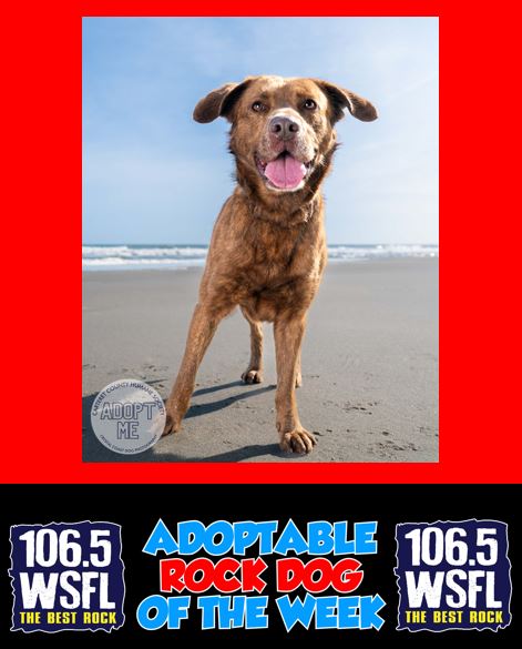 WSFL Adoptable Rock Dog of the Week 5-12-25