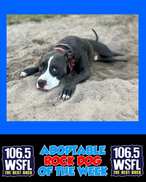 WSFL Adoptable Rock Dog of the Week