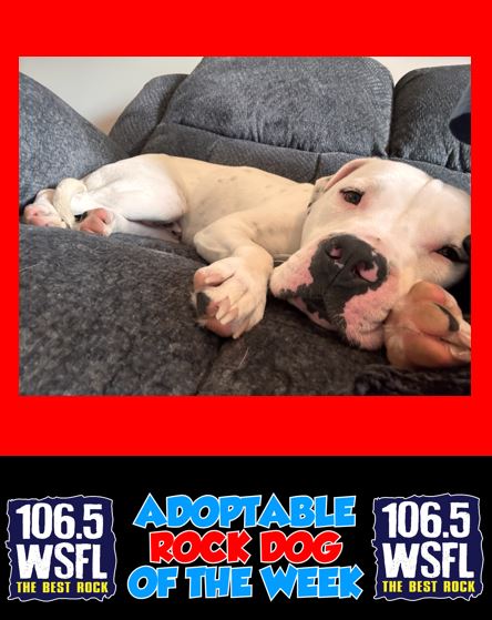WSFL Adoptable Rock Dog of the Week 7-28-25