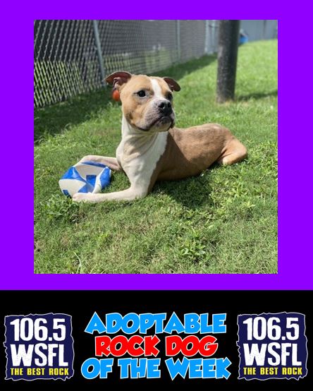 WSFL Adoptable Rock Dog 8-4-25