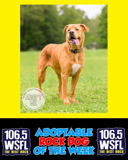 WSFL Adoptable Rock Dog of the Week 8-11-25