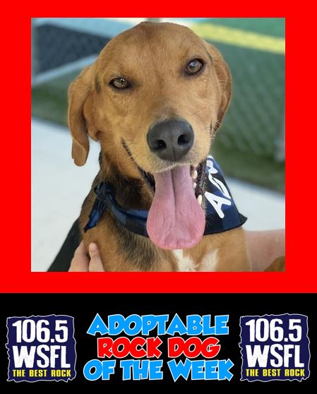 WSFL Adoptable Rock Dog of the Week 8-18-25