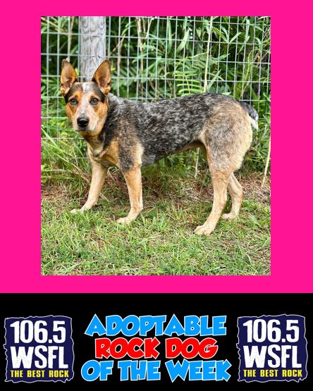WSFL Adoptable Rock Dog of the Week 8-25-25
