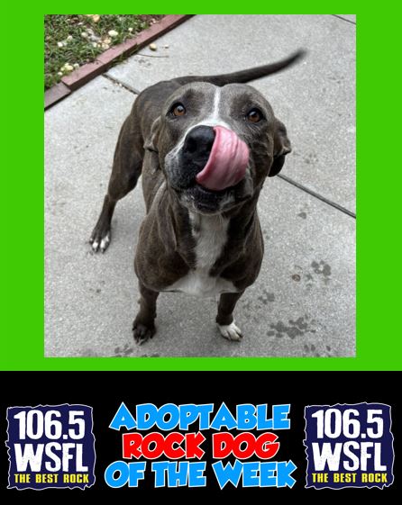WSFL Adoptable Rock Dog 9-1-25
