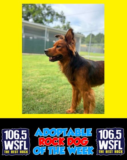 WSFL Adoptable Rock Dog of the Week 9-8-25