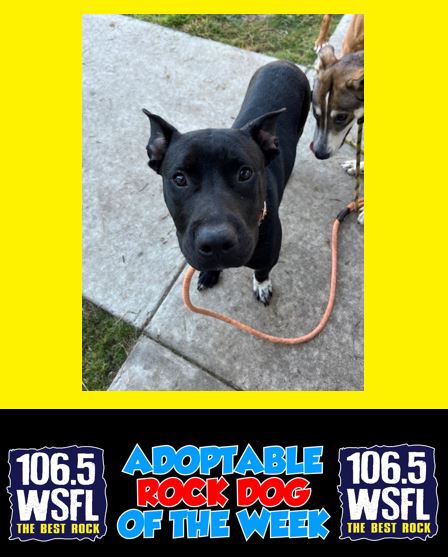 WSFL Adoptable Rock Dog of the Week 9-22-25