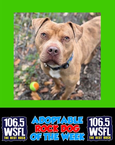 WSFL Adoptable Rock Dog 9-29-25