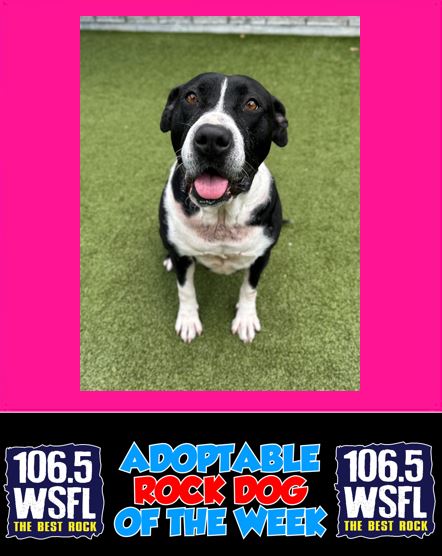 WSFL Adoptable Rock Dog of the Week 10-6-25