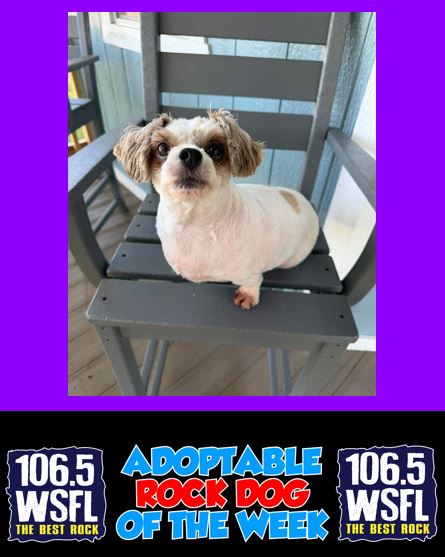 WSFL Adoptable Rock Dog of the Week 10-9-25