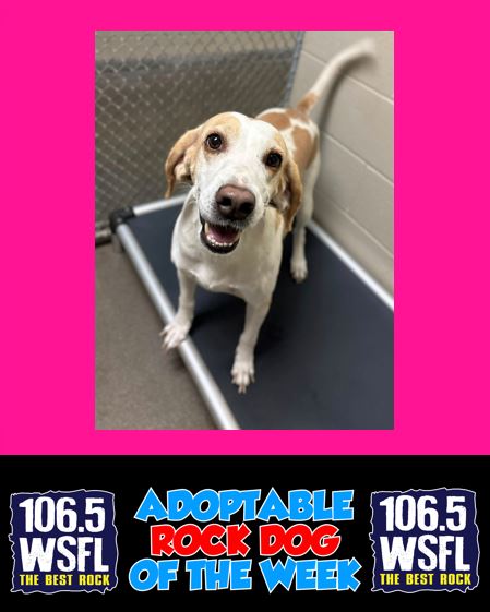 WSFL Adoptable Rock Dog of the Week 10-20-25