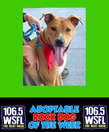 WSFL Adoptable Rock Dog of the Week 10-27-25