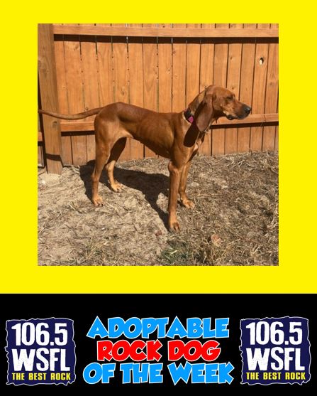 WSFL Adoptable Rock Dog of the Week 11-3-25