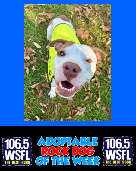 WSFL Adoptable Rock Dog 11-10-25