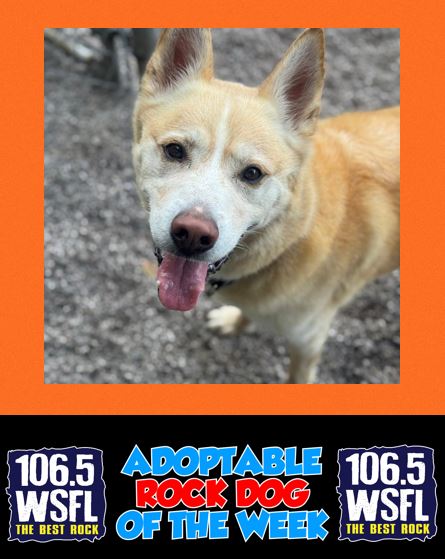 WSFL Adoptable Rock Dog 11-17-25