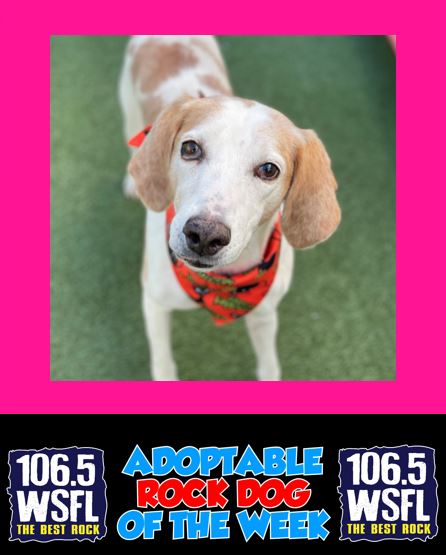 WSFL Adoptable Rock Dog of the Week 11-24-25