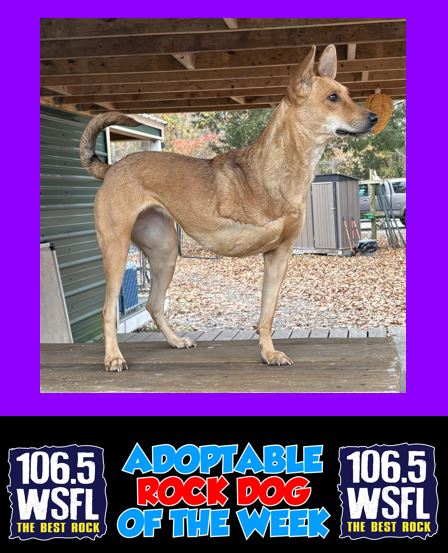 WSFL Adoptable Rock Dog 12-1-25