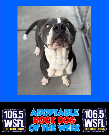 WSFL Adoptable Rock Dog of the Week 12-8-25