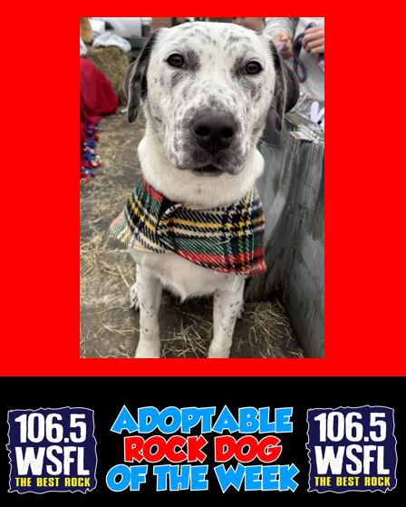 WSFL Adoptable Rock Dog of the Week 12-15-25