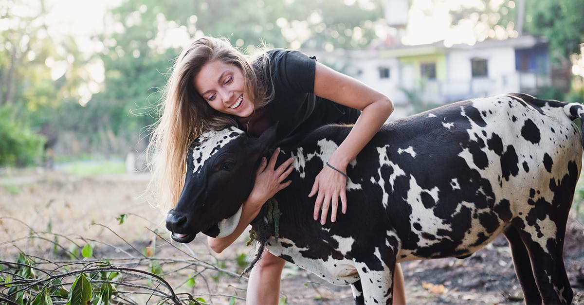 The New Trend for Wellness: Cow Hugging!