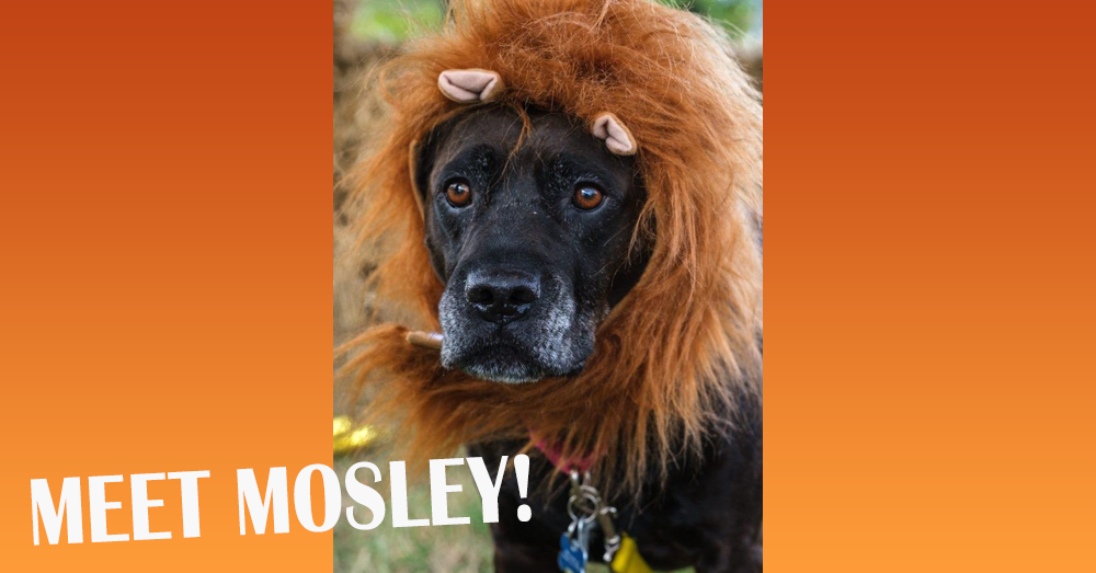 Fursday- Meet Mosley