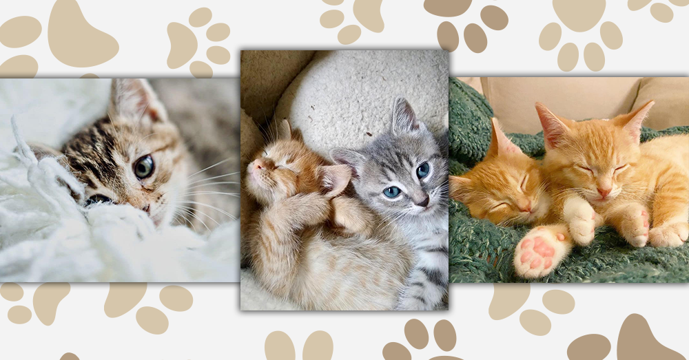 Fursday – Kitten Season at Animal Protection Society of Durham