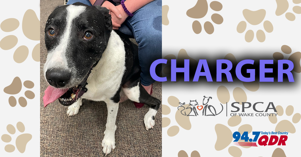 Meet Charger From The SPCA of Wake County!