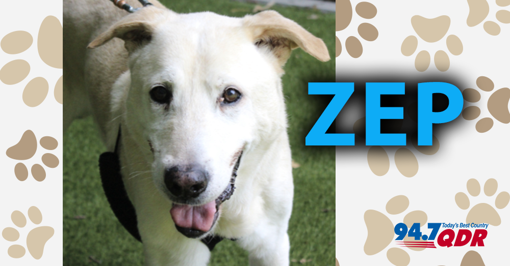 Meet Zep From The Wake County Animal Center
