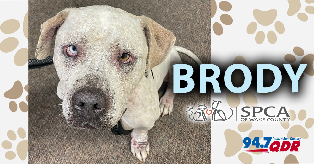 Meet Brody From The SPCA Of Wake County