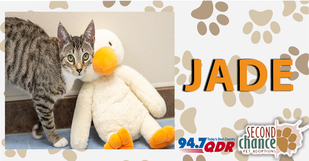 QDR Fursdays: Meet Jade from Second Chance Pet Adoptions