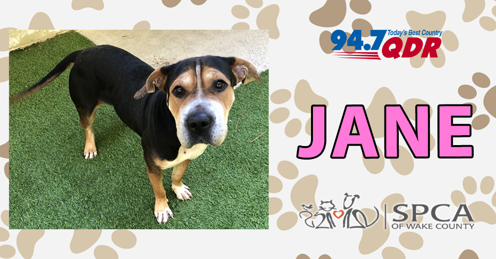 Fursday: Jane from SPCA of Wake County
