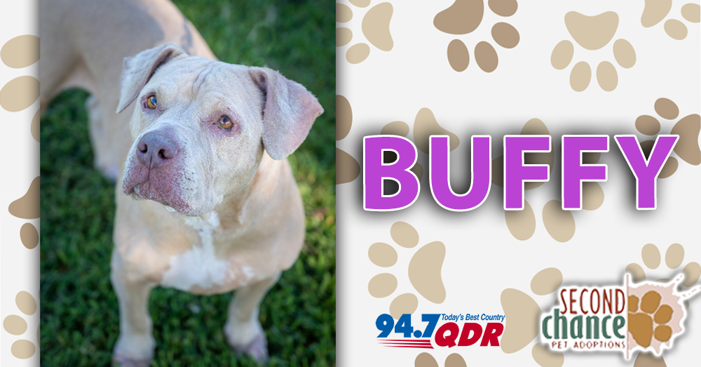 Fursday: Buffy from Second Chance Pet Adoptions