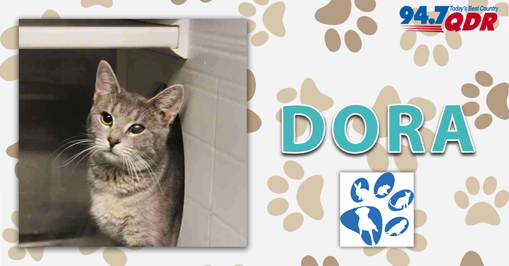 Fursday: Dora from Wake County Animal Center